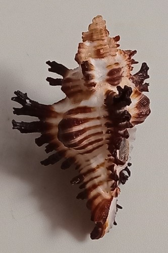 Muschel Chicoreus banksii f. crocatus 61mm, Edelstein, sehr schöne Form, top - Bild 4 von 6