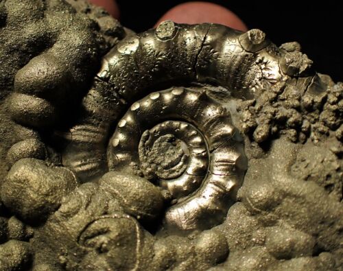 Large pyrite Eoderoceras ammonite fossil 82 mm Jurassic Coast Fossils UK geology - Picture 4 of 7