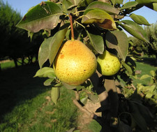 6ft - ORIENT PEAR - Pear Fruit Live Tree Outdoors Garden Asian Pear Fruit Tree