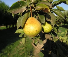 6ft - ORIENT PEAR - Pear Fruit Live Tree  Outdoors Garden Asian Pear Fruit Tree