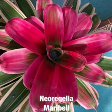 Neoregelia MARIBEL Bromeliad one tropical plant BIG 