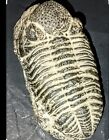 Trilobite Fossil, 6 inches, prehistoric era