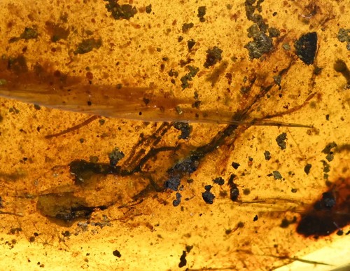 RARE Mostly complete Lizard with head, Fossil inclusion in Burmese Amber - Picture 3 of 7