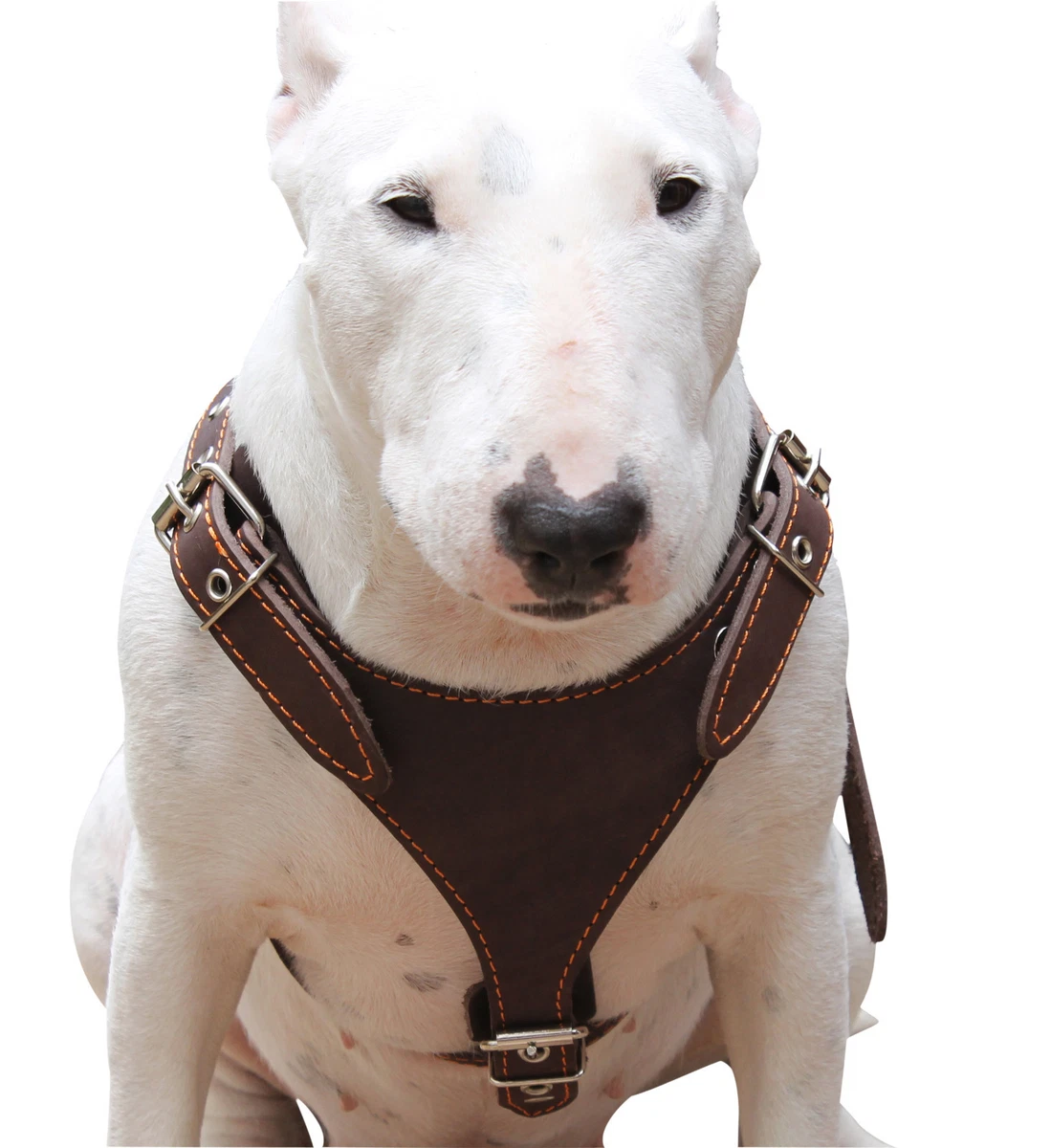 Bull clearance terrier harness