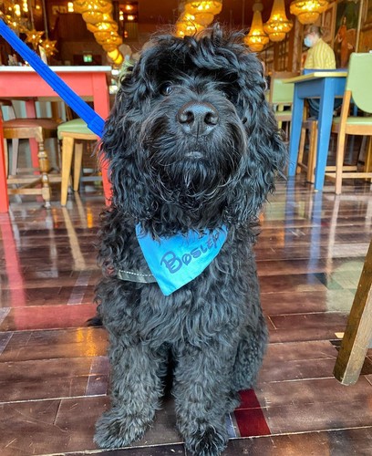 Personalised Coloured Dog Bandana Slip On Collar Scarf Neckerchief Disney Font - Picture 2 of 6