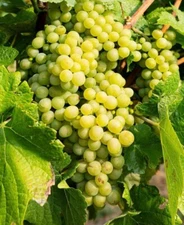 1 - HOPIE Live Seedless Grape Vine Plant - 1-2 yr Old - Ready for Planting