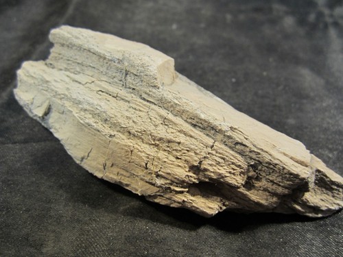 Araucaria Petrified Wood Chinle Formation, Arizona - Picture 6 of 7