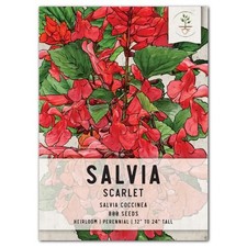 Scarlet Sage Seeds For Planting / Scarlet Salvia Salvia coccinea