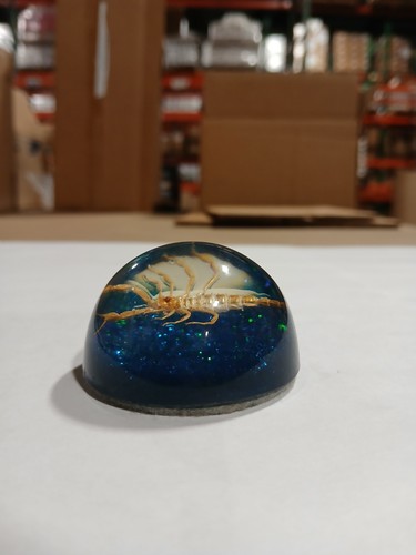 Vintage Skorpion in Plexiglas blau mit grauem Filzsockel Insekt - Bild 2 von 13