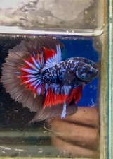 Live Betta Fish HALFMOON Male Grade Premium R USA Seller RARE EDITION