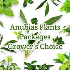 Anubias Plants Package Grower  s Choice