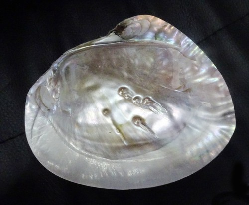 Mother of Pearl Sea Shell 17CM RAINBOW Abalone - Picture 11 of 12