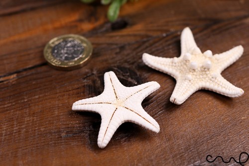 Set 2 Natural Ivory Knobbly Starfish Aquarium, Wedding Party Photography Craft - Picture 2 of 4