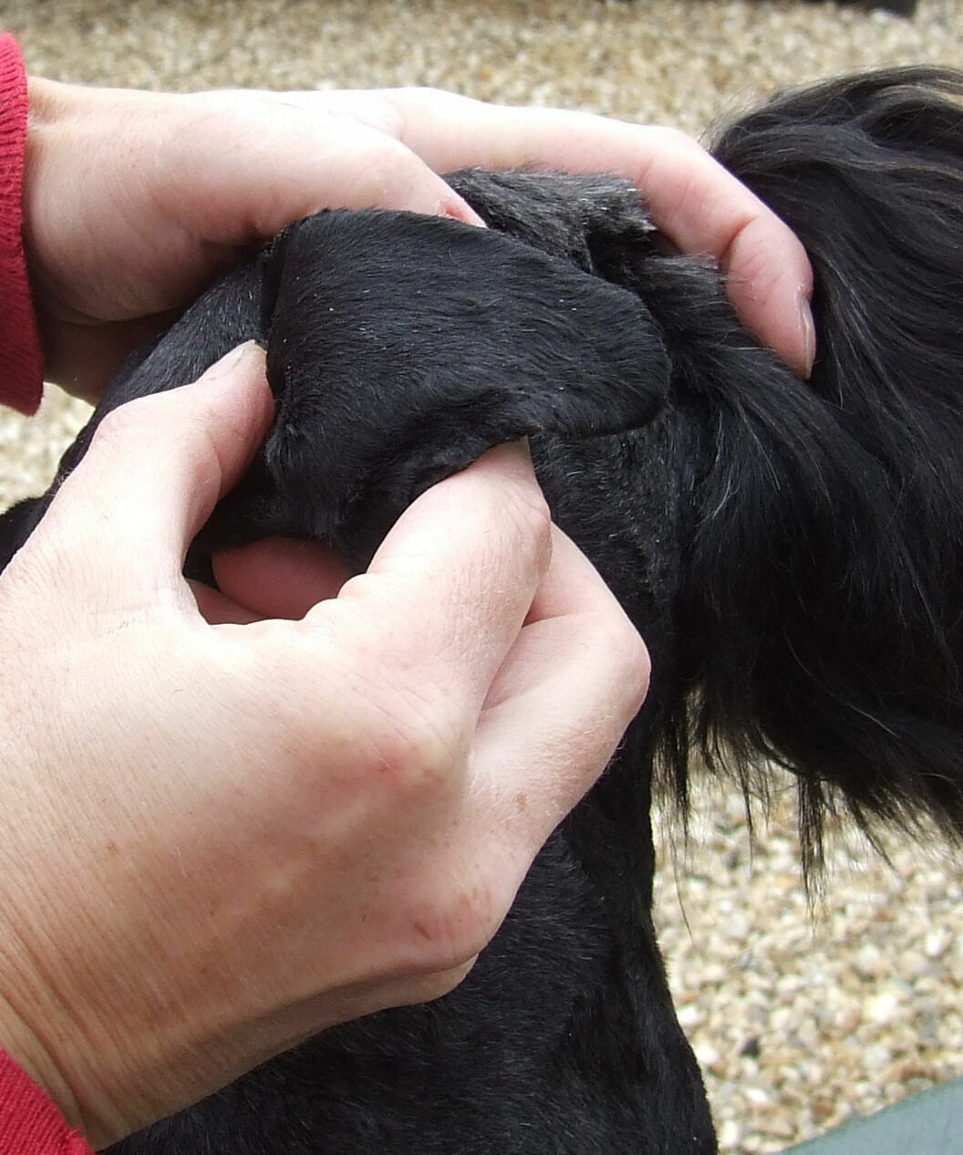 2 x 20g THORNIT Powder ORIGINAL