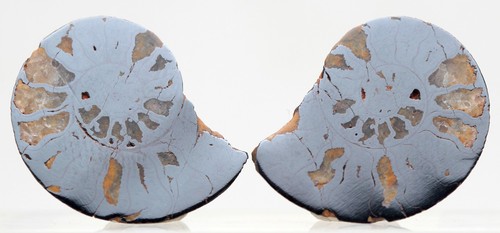 HÄMATIT AMMONIT uralt Meeresleben Fossil Dinosaurier Präparat geschnitten Paar Marokko - Bild 2 von 3