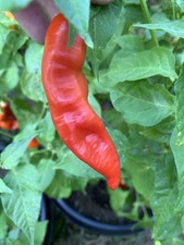 25 AJI Red Stripey Pepper Seeds      USA Grown     100 Organic 