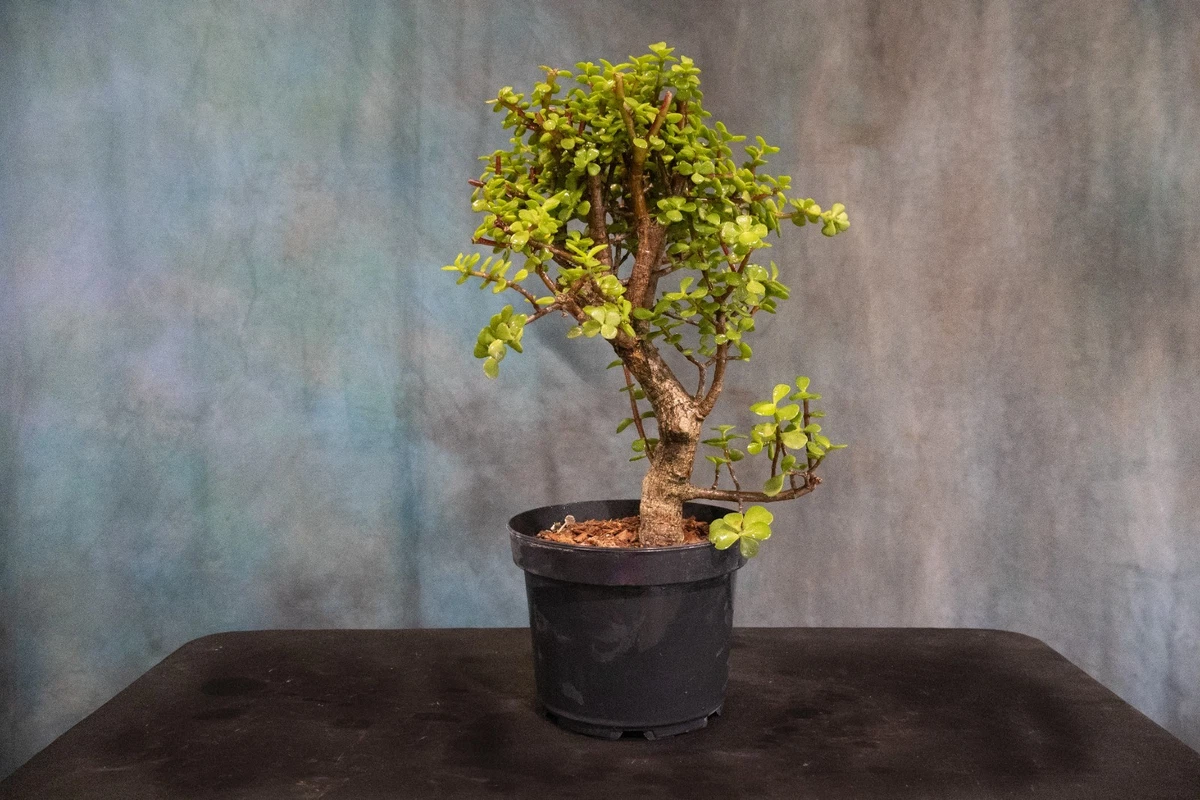 Pre-Bonsai Tropical Bonsais for sale | eBay