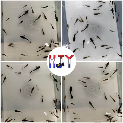 20 PK 3-Quarter Black Guppy Fry (UNSEXED)