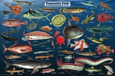 Fantastic Fish Laminated Educational Classroom Reference Chart Poster 24x36