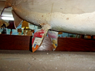 Photo 6/6