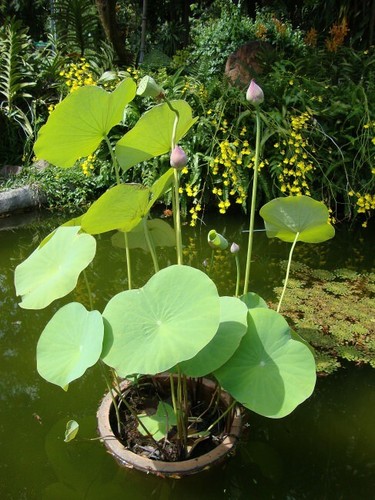 Indian Lotus (Nelumbo nucifera) - 5 seeds - Bild 3 von 4