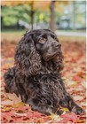 Hokkien Handsome Boykin Spaniel Dog Garden Flag 12x18(in),
