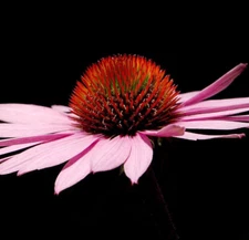 1000 NARROW CONEFLOWER Seeds (Echinacea angustifolia) Perennial House Plant Seed