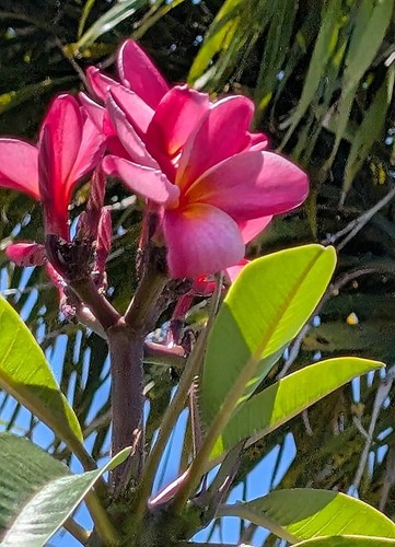 Plumeria - Frangipani, Pink 10 Seeds, Fresh 2025, From South West Florida - Picture 7 of 16