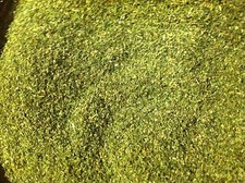 CATNIP BULK FREE SHIPPING, NEW "2026" CROP, DRIED/FRESH/GREEN