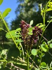 400 + False Indigo Bush Amorpha Fruticosa - Seeds - Free Shipping - Purple -