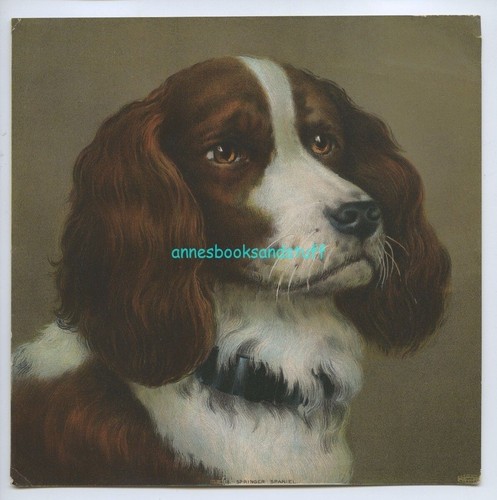 4118 SPRINGER SPANIEL Lithographie Druck * 8 x 8 inch M.L. & CO N.Y. 1902 - Bild 1 von 5