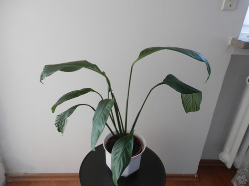 Einblatt Spathiphyllum Jungpflanze - ca. 50 cm hoch - Bild 2 von 3