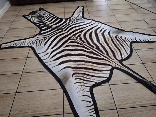 Zebra hide / skin - A large A grade South African Burchell Zebra hide FELTED - Picture 2 of 8