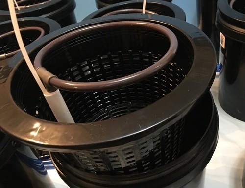 Hydroponic Aero Recirculation Deep Water Culture 30 Gallon Bucket 6 Grow System - Picture 15 of 15