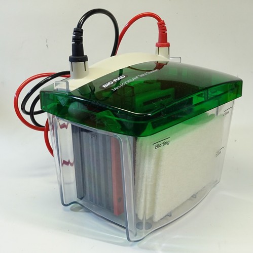 Bio-Rad Mini Trans-Blot Western Transfer System -Clean, Great Condition - Imagen 5 de 7