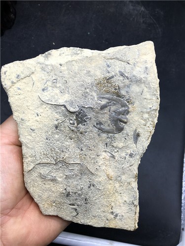 488g Esemplari fossili di trilobiti e rondini di Brachiopoda in Cina S386 - Foto 5 di 10
