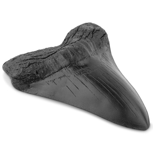 Black Shark Teeth Fossil 5Inch Giant Megalodon Tooth Easy Clean Resin Shark Teet - Picture 9 of 11