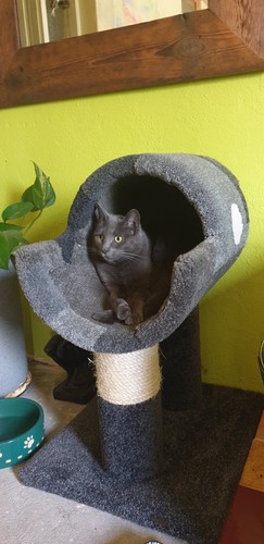 Cat Bed Cradle Style & Matching Round Nest Carpeted Strong Sturdy Patchwork Grey - Picture 9 of 19