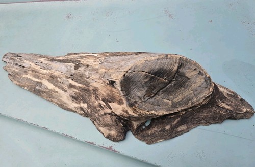 Reclaimed Live Edge Wood Lumber Tree Buhr Knot DIY Rustic Mount - Picture 2 of 21