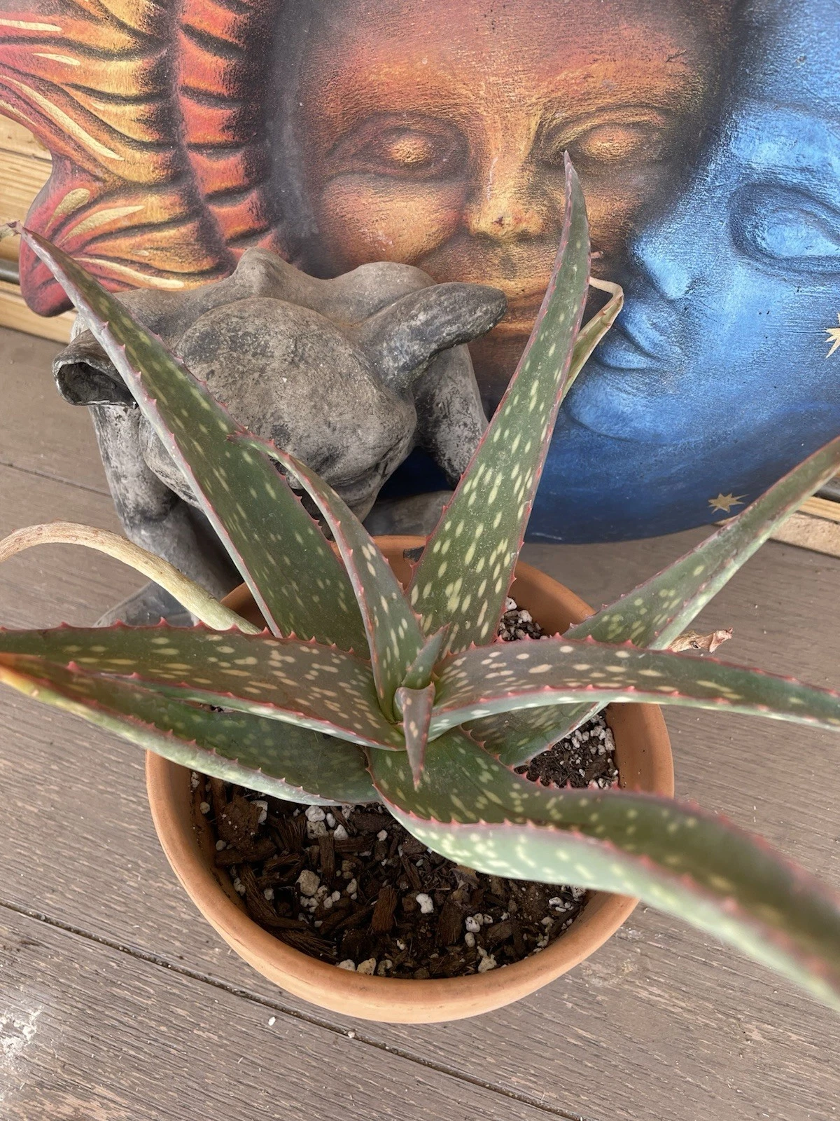 ALOE SINKATANA -Sudan Aloe-- Large rooted plant -- COOL COLORS-REPEAT BLOOMER!