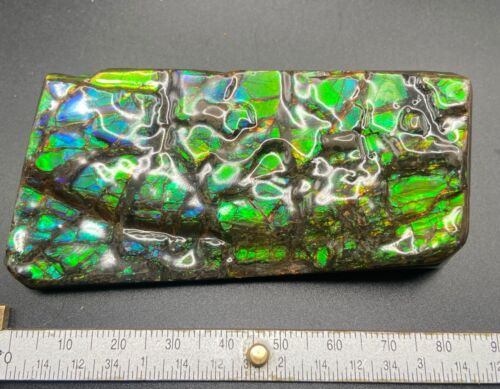 Amolita fósil de 8,5 cm con varios colores - amonita, Alberta, Canadá. - Imagen 2 de 7