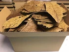 300 Gram unsorted B-Grade Indian Almond Catappa Leaves FREE SHIPPING - Shrimps..