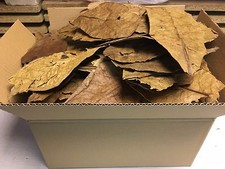 300 Gram unsorted B-Grade Indian Almond Catappa Leaves FREE SHIPPING - Shrimps..