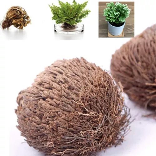ROSE VON JERICHO, die Pflanze, die niemals stirbt Wunderpflanze Geschenkidee - Bild 5 von 14
