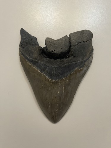 6” megalodon tooth