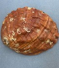 Afbeelding 1 van 2