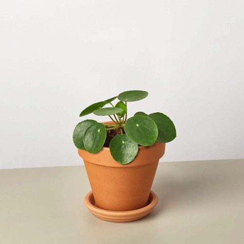 Pilea Peperomioides 'Chinese Money' - Picture 7 of 10