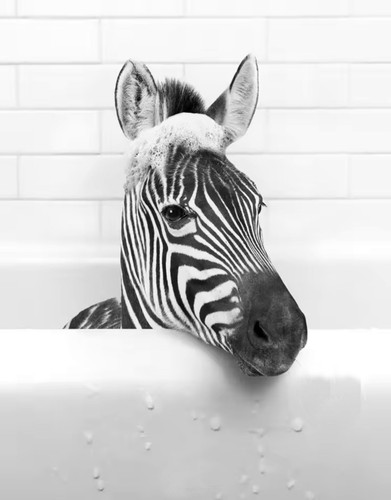 Black White Wall Art Funny Zebra Canvas Bathroom Poster Cute Zebra in Bathtub - Picture 1 of 4