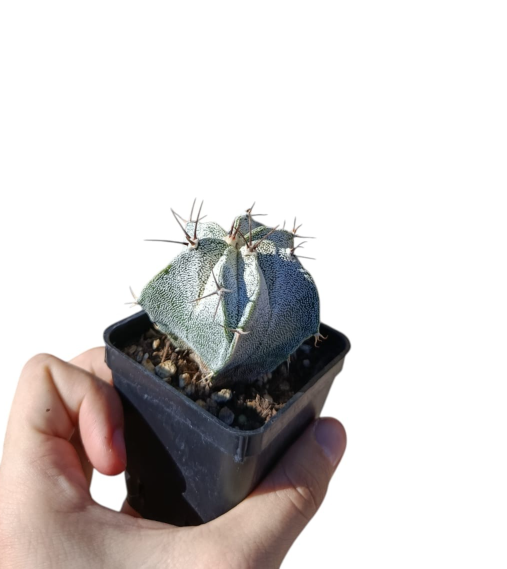 Foto 7 di 10