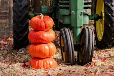 10 Prince Charming Pumpkin Seeds. Organic. USA Seeds. Ships free